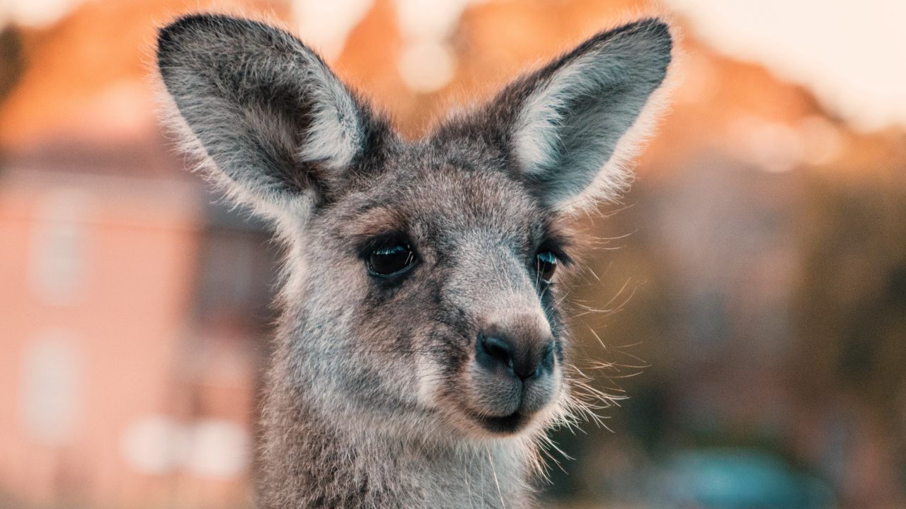 Wallpaper kangaroo, ears, look, cute, australia