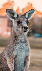 Preview wallpaper kangaroo, ears, look, cute, australia