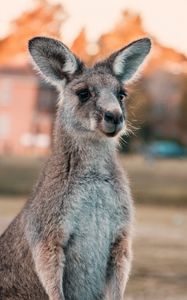Preview wallpaper kangaroo, ears, look, cute, australia