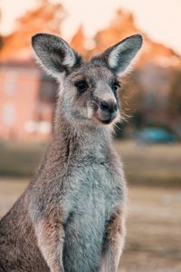 Preview wallpaper kangaroo, ears, look, cute, australia