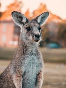 Preview wallpaper kangaroo, ears, look, cute, australia