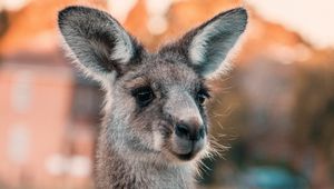 Preview wallpaper kangaroo, ears, look, cute, australia