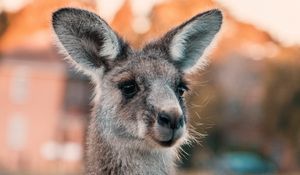 Preview wallpaper kangaroo, ears, look, cute, australia