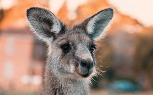 Preview wallpaper kangaroo, ears, look, cute, australia