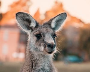 Preview wallpaper kangaroo, ears, look, cute, australia