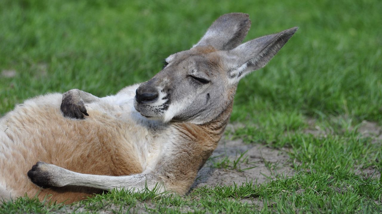 Wallpaper kangaroo, funny, lies