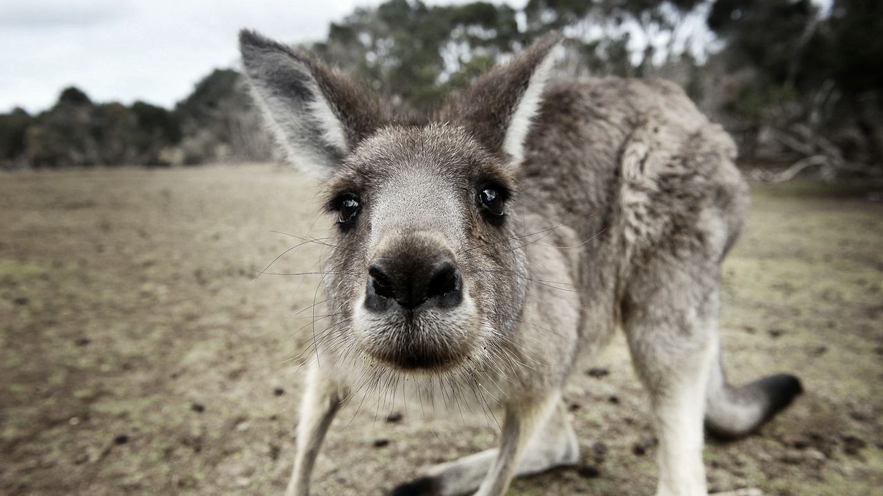 Wallpaper kangaroo, funny, surprising, nose, curious