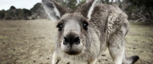 Preview wallpaper kangaroo, funny, surprising, nose, curious