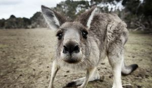 Preview wallpaper kangaroo, funny, surprising, nose, curious