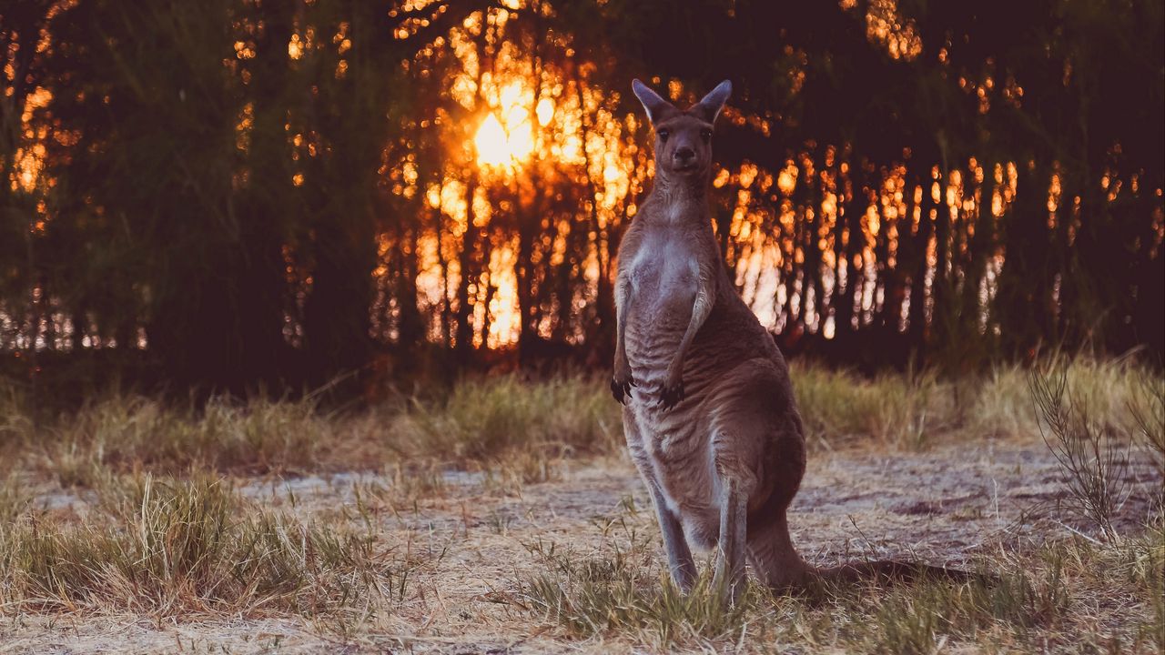Wallpaper kangaroo, funny, wildlife, sunset