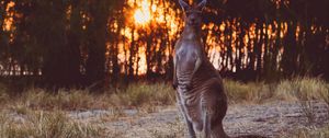 Preview wallpaper kangaroo, funny, wildlife, sunset