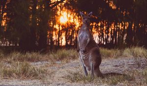 Preview wallpaper kangaroo, funny, wildlife, sunset