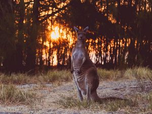 Preview wallpaper kangaroo, funny, wildlife, sunset