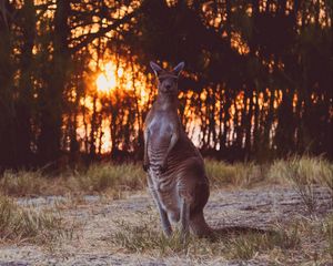 Preview wallpaper kangaroo, funny, wildlife, sunset