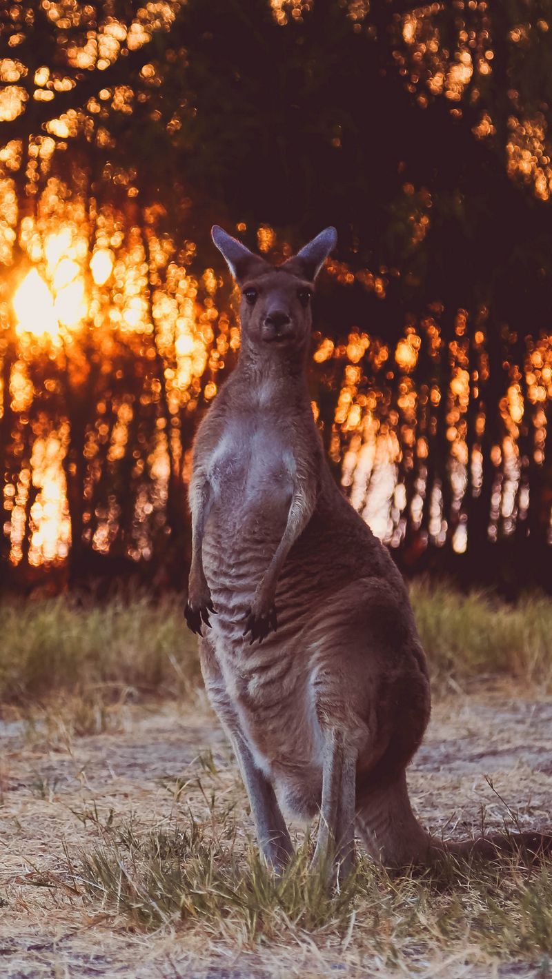 800x1420 Wallpaper kangaroo, funny, wildlife, sunset