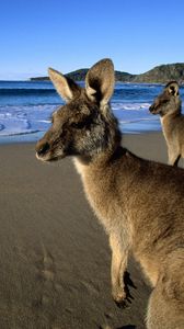 Preview wallpaper kangaroo, jumpers, beautiful eyes, beach, mountains, sand, water, wool