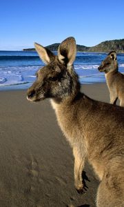 Preview wallpaper kangaroo, jumpers, beautiful eyes, beach, mountains, sand, water, wool