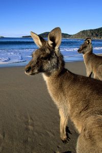 Preview wallpaper kangaroo, jumpers, beautiful eyes, beach, mountains, sand, water, wool