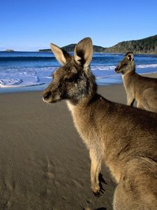 Preview wallpaper kangaroo, jumpers, beautiful eyes, beach, mountains, sand, water, wool