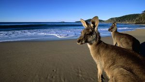 Preview wallpaper kangaroo, jumpers, beautiful eyes, beach, mountains, sand, water, wool