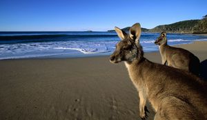 Preview wallpaper kangaroo, jumpers, beautiful eyes, beach, mountains, sand, water, wool