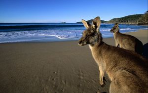 Preview wallpaper kangaroo, jumpers, beautiful eyes, beach, mountains, sand, water, wool