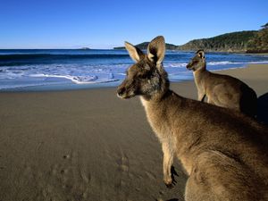 Preview wallpaper kangaroo, jumpers, beautiful eyes, beach, mountains, sand, water, wool