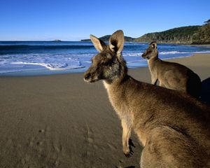 Preview wallpaper kangaroo, jumpers, beautiful eyes, beach, mountains, sand, water, wool