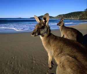 Preview wallpaper kangaroo, jumpers, beautiful eyes, beach, mountains, sand, water, wool