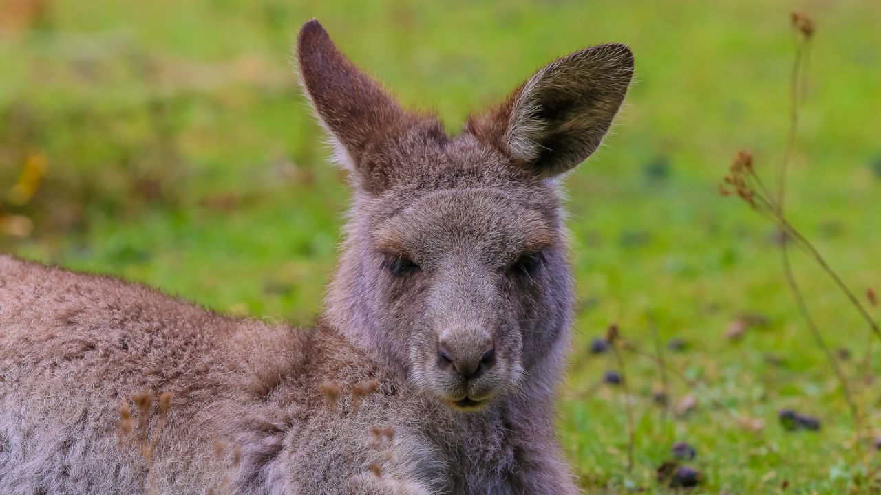 Wallpaper kangaroo, lies, fur, cute