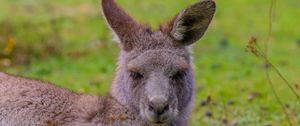 Preview wallpaper kangaroo, lies, fur, cute