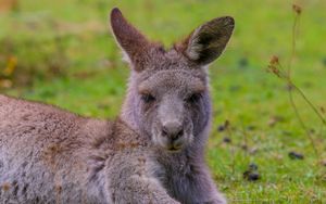 Preview wallpaper kangaroo, lies, fur, cute