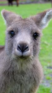 Preview wallpaper kangaroo, muzzle, cute