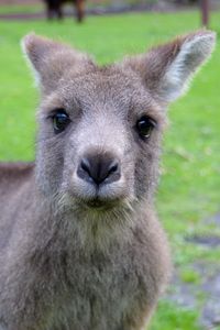 Preview wallpaper kangaroo, muzzle, cute