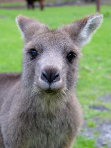 Preview wallpaper kangaroo, muzzle, cute