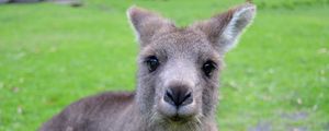 Preview wallpaper kangaroo, muzzle, cute