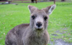 Preview wallpaper kangaroo, muzzle, cute