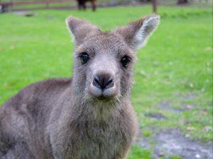 Preview wallpaper kangaroo, muzzle, cute