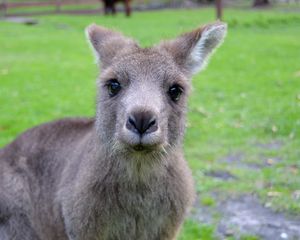 Preview wallpaper kangaroo, muzzle, cute