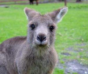 Preview wallpaper kangaroo, muzzle, cute