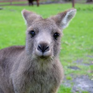 Preview wallpaper kangaroo, muzzle, cute