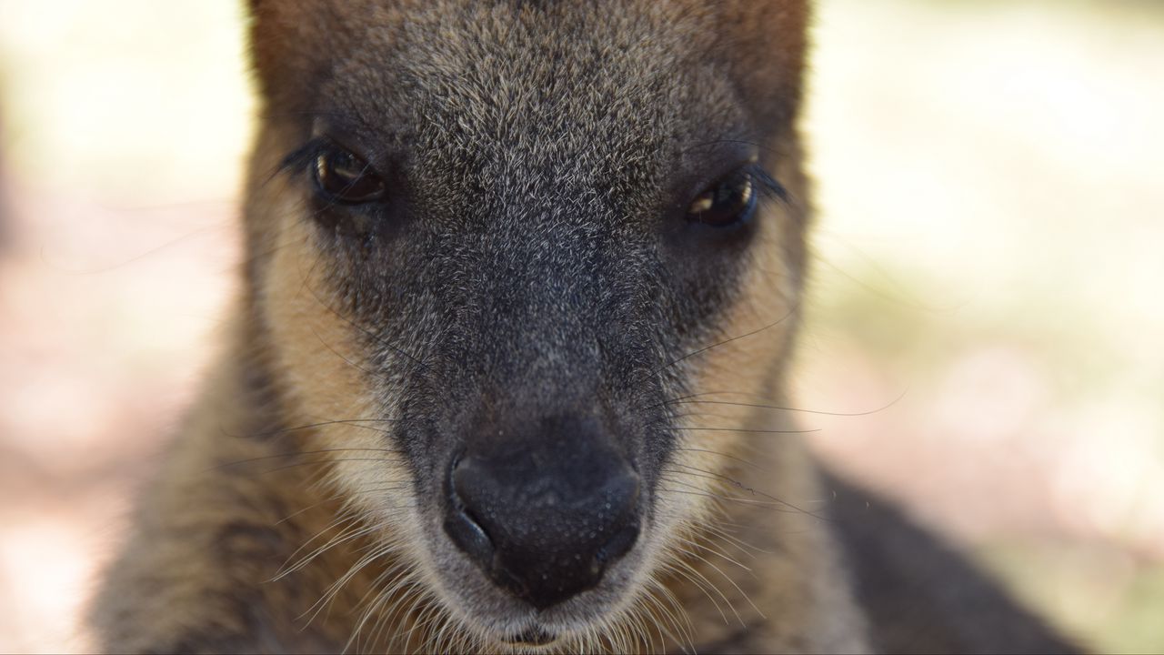 Wallpaper kangaroo, muzzle, nose, eyes