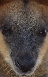 Preview wallpaper kangaroo, muzzle, nose, eyes