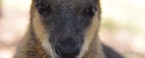 Preview wallpaper kangaroo, muzzle, nose, eyes