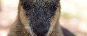 Preview wallpaper kangaroo, muzzle, nose, eyes