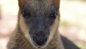 Preview wallpaper kangaroo, muzzle, nose, eyes