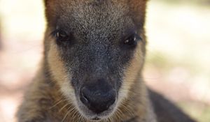 Preview wallpaper kangaroo, muzzle, nose, eyes