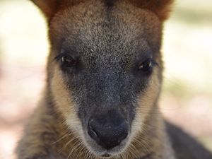 Preview wallpaper kangaroo, muzzle, nose, eyes