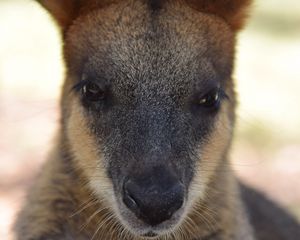 Preview wallpaper kangaroo, muzzle, nose, eyes