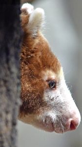 Preview wallpaper kangaroo, muzzle, wood, profile